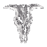 cow.png